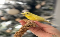 Budgerigars birds for sale: Pair of budgies  - Advert 5