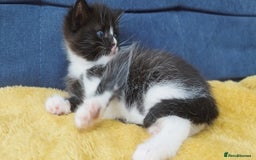 Ragdoll cats for sale: Half Ragdoll -one black boy - Image 13