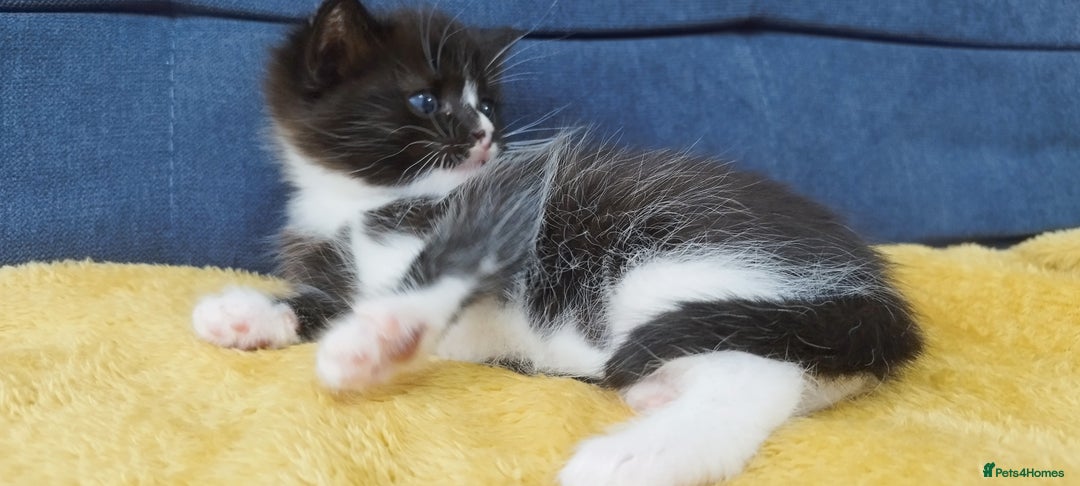 Ragdoll cats for sale: Half Ragdoll -one black boy - Image 13