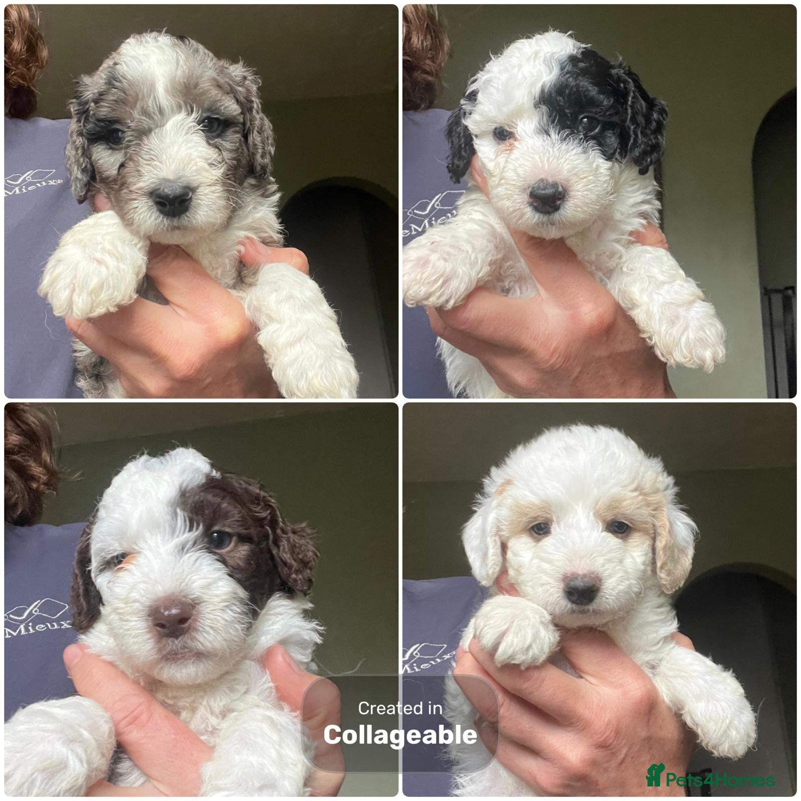 Bordoodle dogs F1b Bordoodle extensive genetic test clear - Advert 1