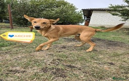 Mixed Breed dogs for adoption: 💙🐶 ARCHIE AND ARNY🐶💙 - Image 3