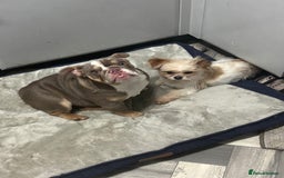English Bulldog dogs for sale: British bulldog  - Image 6