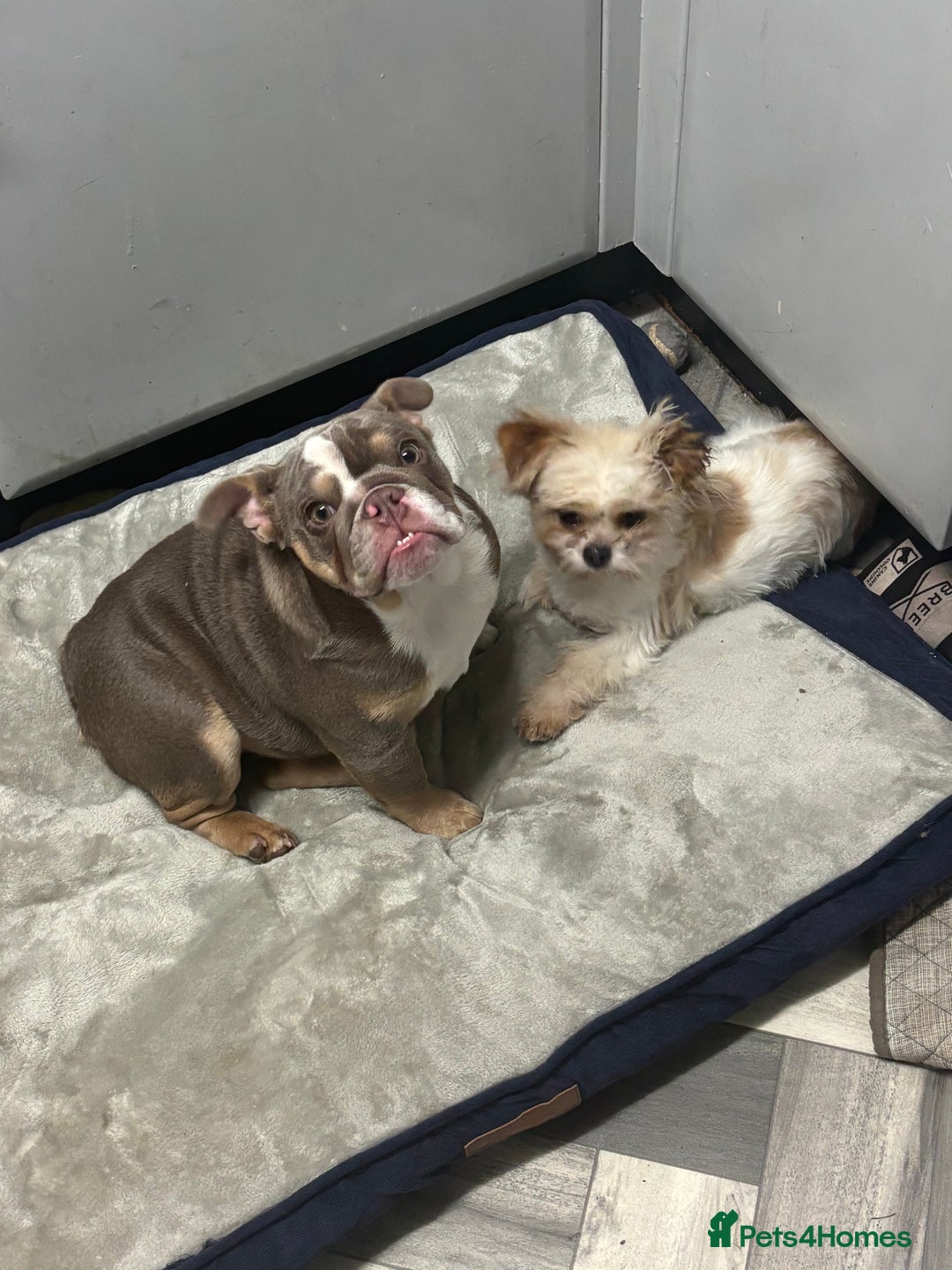 English Bulldog dogs for sale: British bulldog  - Image 6