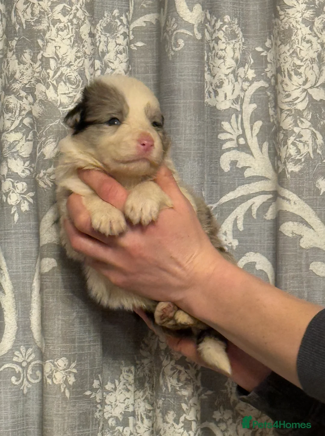Border Collie dogs for sale: Long coated Border Collie pups  - Advert 4