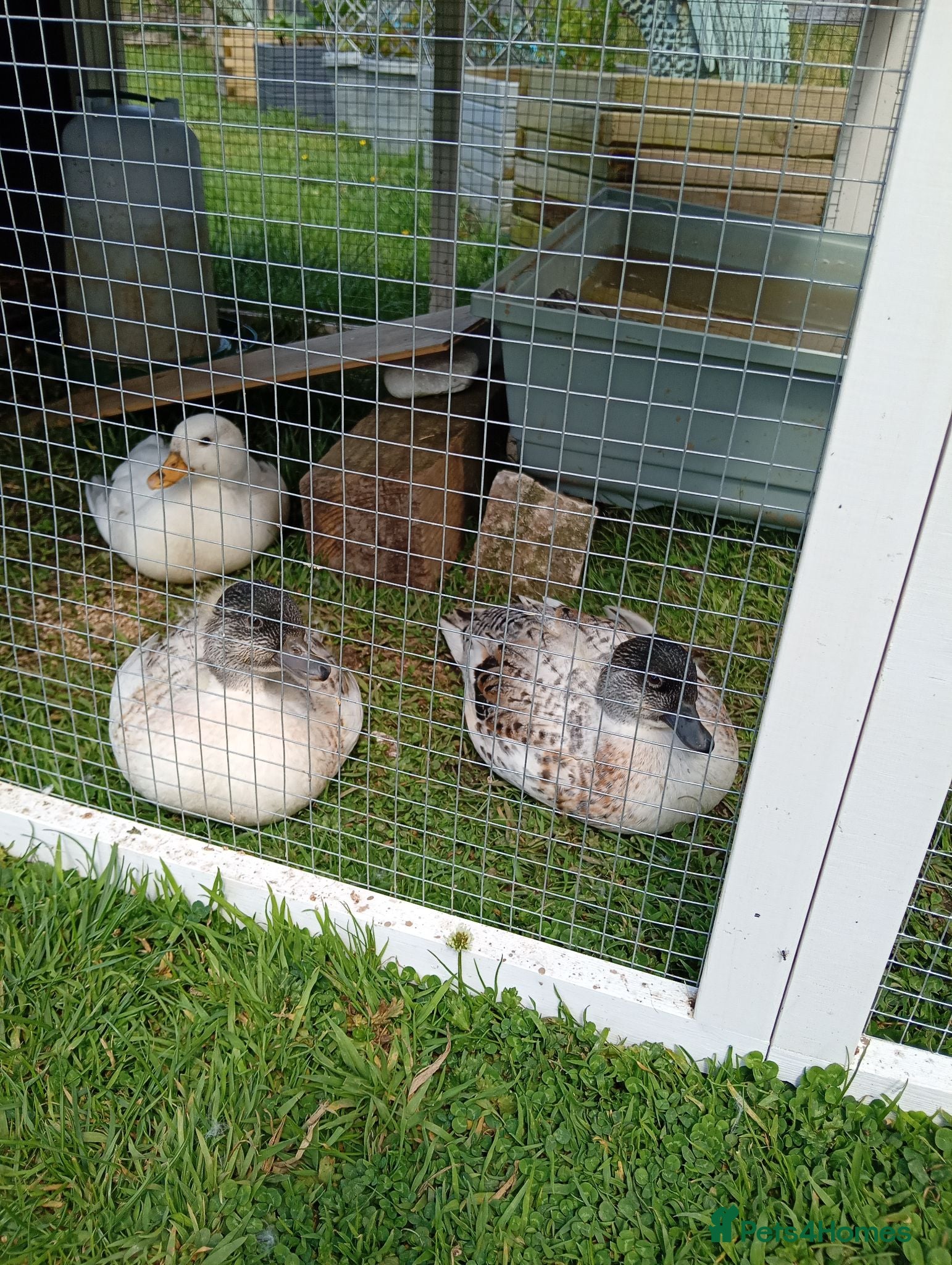 Ducks poultry 3 Call Ducks - Advert 2