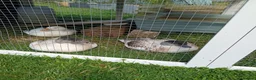 Ducks poultry for sale: 3 Call Ducks in Wrexham - Advert 2
