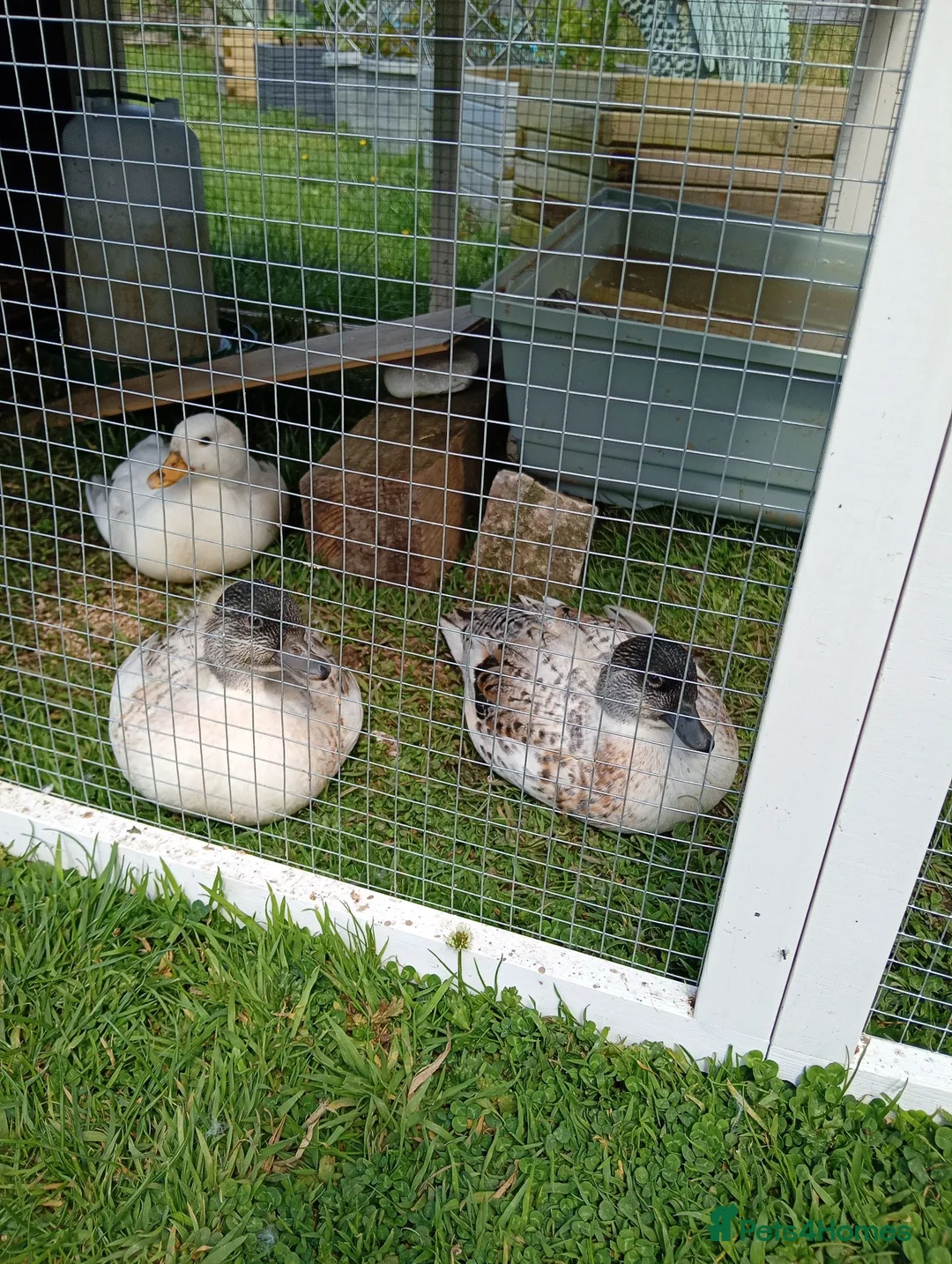 Ducks poultry for sale: 3 Call Ducks in Wrexham - Advert 2
