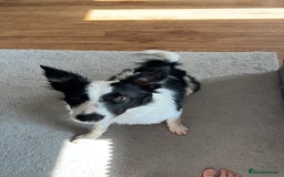 Border Collie dogs for sale: Male boteder collie nearly 1. Max - Image 5