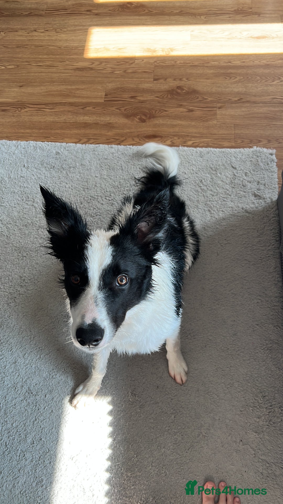 Border Collie dogs for sale: Male boteder collie nearly 1. Max - Image 5