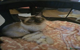 Ragdoll cats for sale: Beautiful purebred mitted ragdoll kittens - Image 16