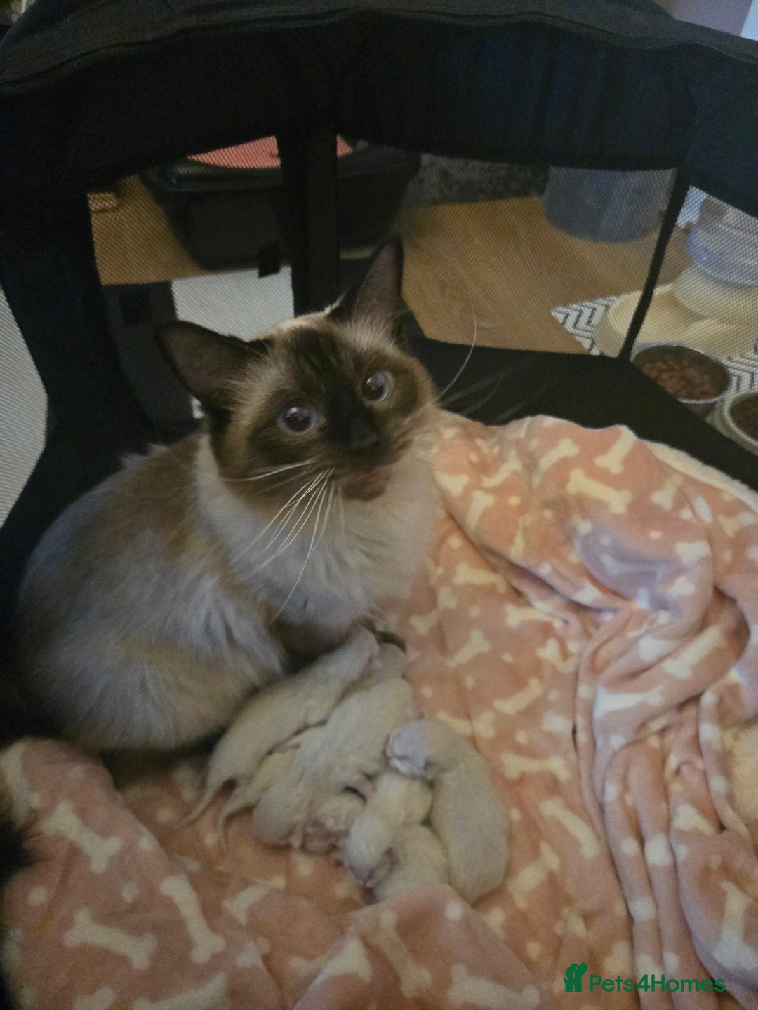 Ragdoll cats for sale: Beautiful purebred mitted ragdoll kittens - Image 16