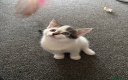 Mixed Breed cats for sale: TWO LEFT! Beautiful kittens ready for 5/10/25 - Image 4