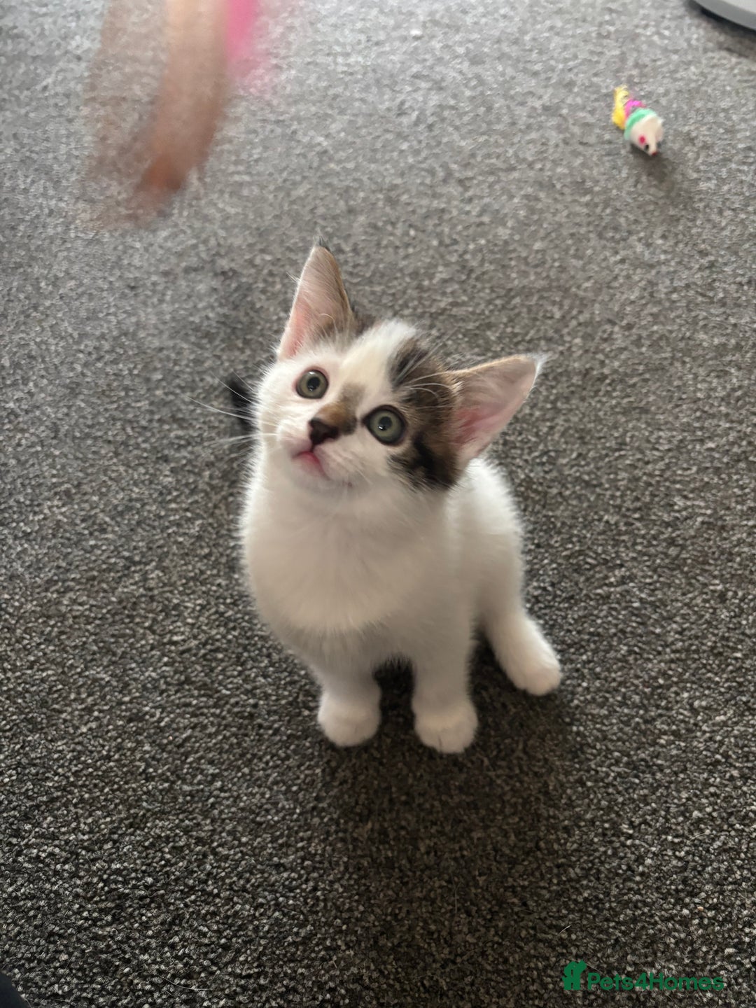 Mixed Breed cats for sale: TWO LEFT! Beautiful kittens ready for 5/10/25 - Image 4