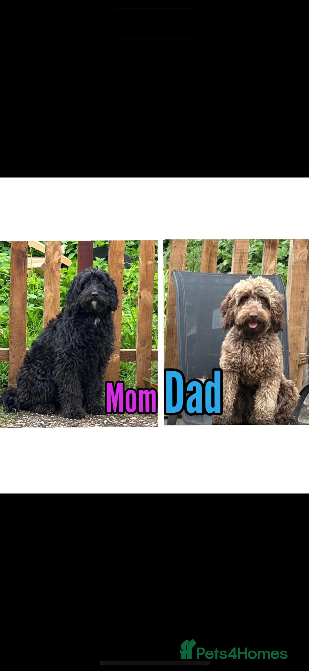Cockapoo dogs for sale: 4 beautiful cockapoo pups - Advert 2