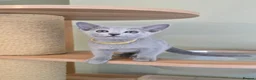 Russian Blue cats for sale: Russian Blue kittens Full Pedigree  - Advert 4