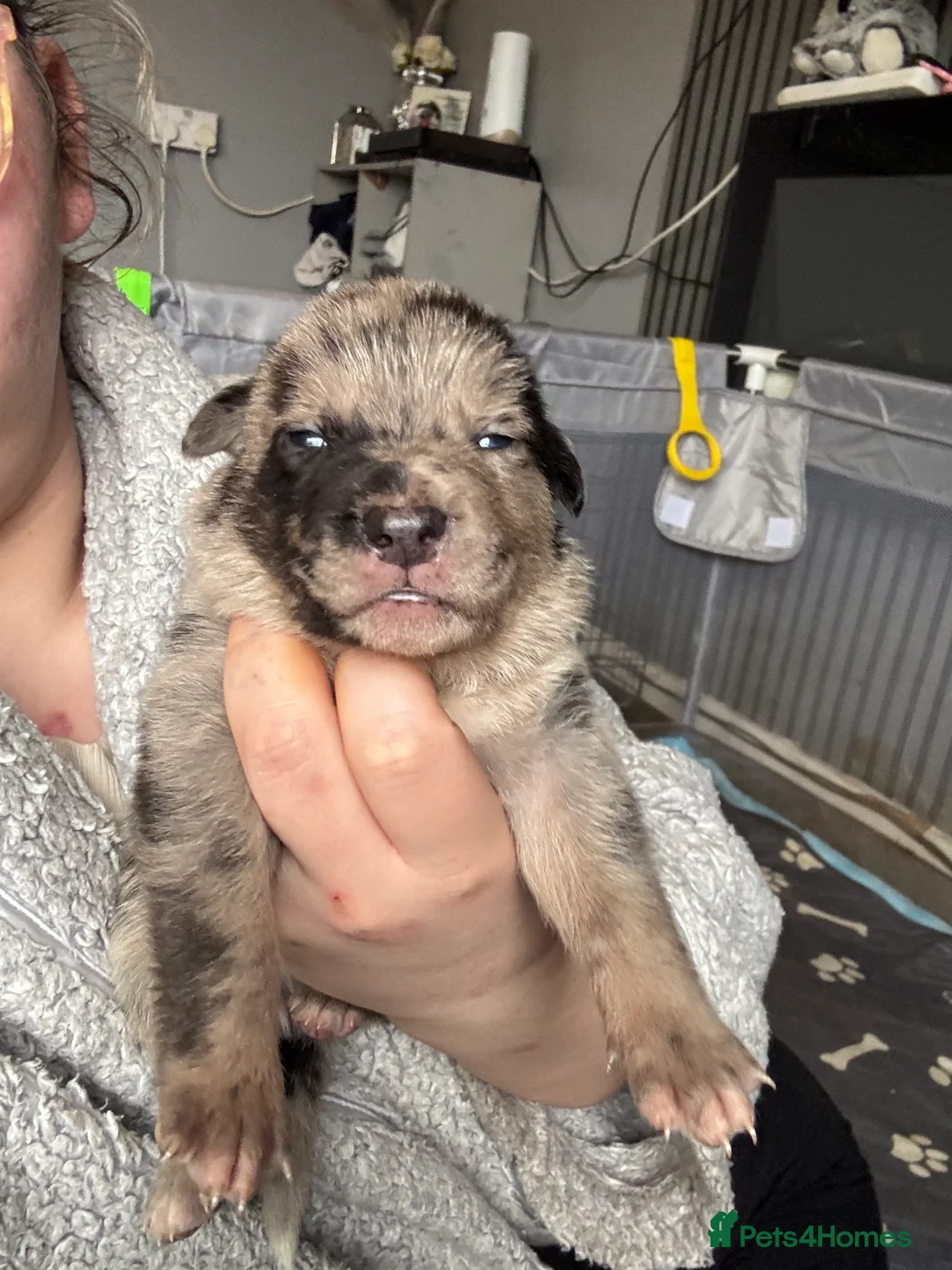 Mixed Breed dogs for sale: Beautiful staffy x German Shepard puppies - Advert 16