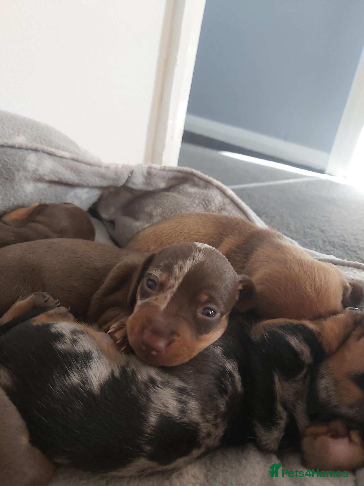 Miniature Dachshund dogs for sale: miniature dachshund  - Advert 16