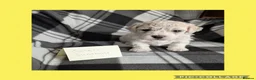 Bichon Frise dogs for sale: Pedigree Bichon Frise Puppies in Bedford - Advert 8