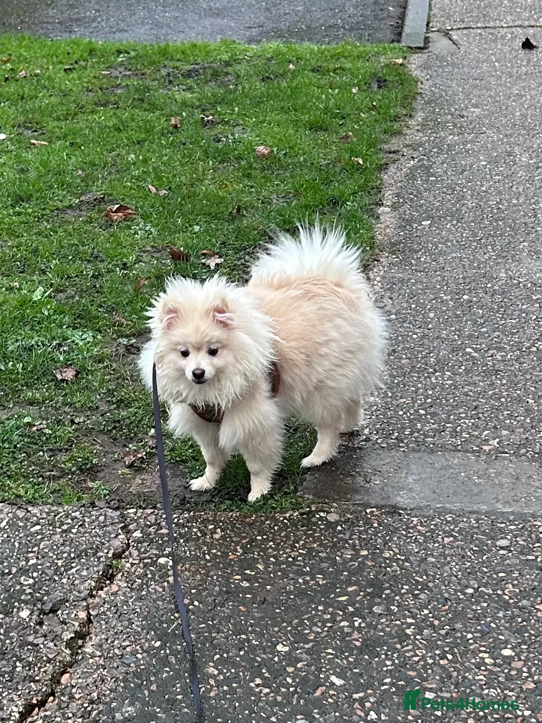 Pomeranian dogs for sale: Pomeranian - Advert 3