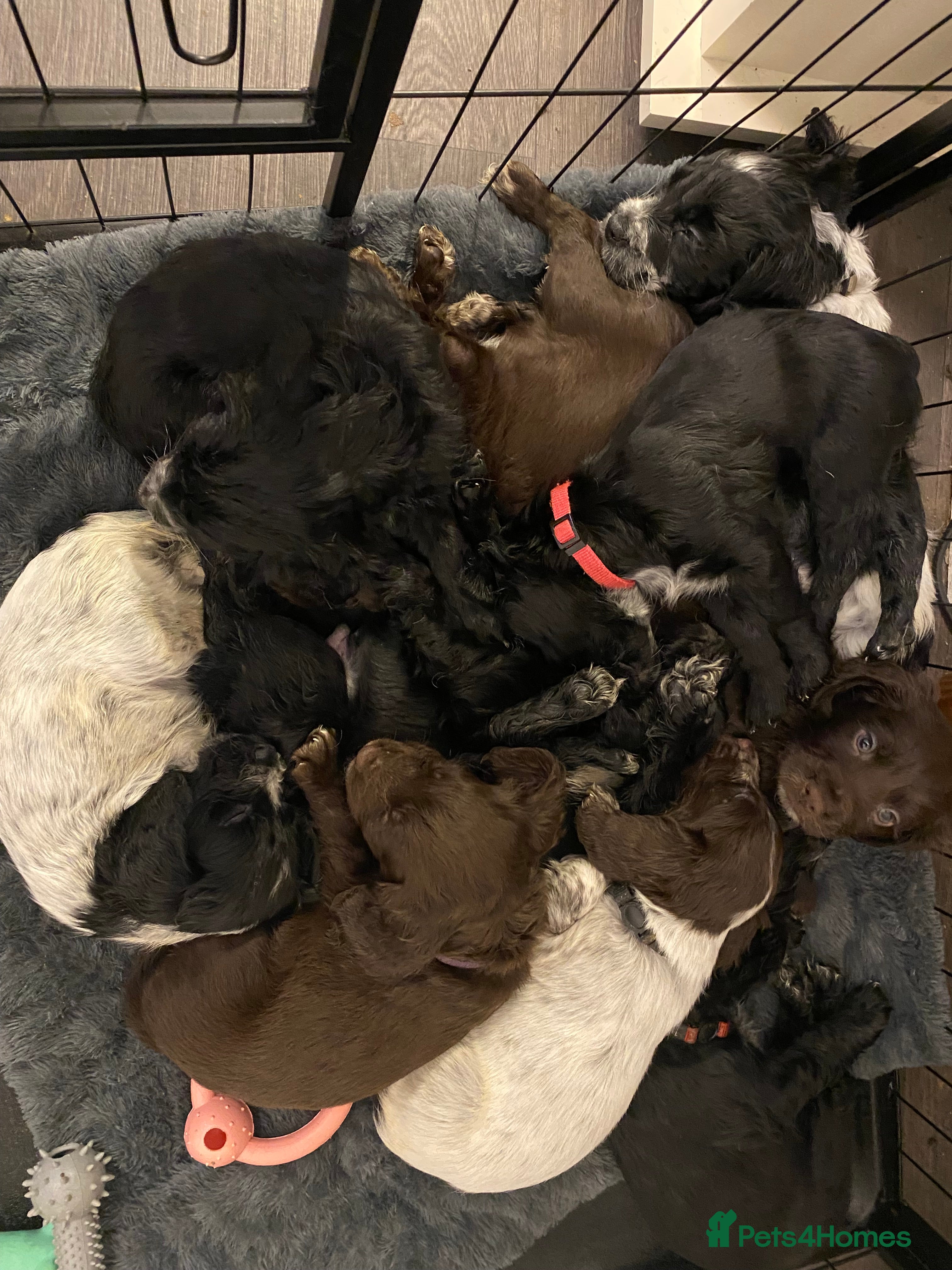 Sprocker dogs Sproker Spaniels For Sale - Advert 1