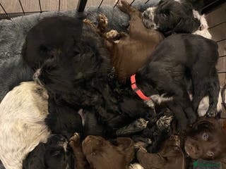 Sprocker dogs Sproker Spaniels For Sale - Advert 3