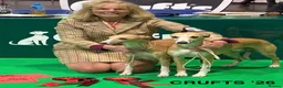 Whippet dogs for sale: Crufts winning parents - Advert 10