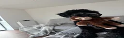 Cockapoo dogs for sale: 9 months old cockapoo  in Wellingborough - Advert 6