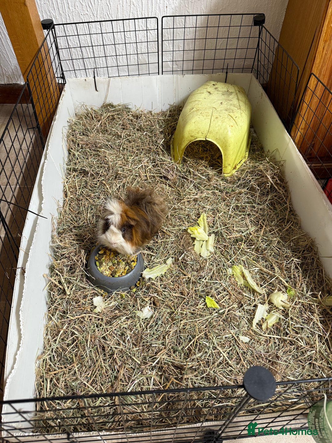 Guinea Pig rodents for sale: Looking for a Loving Home for Our Guinea Pig - Image 2