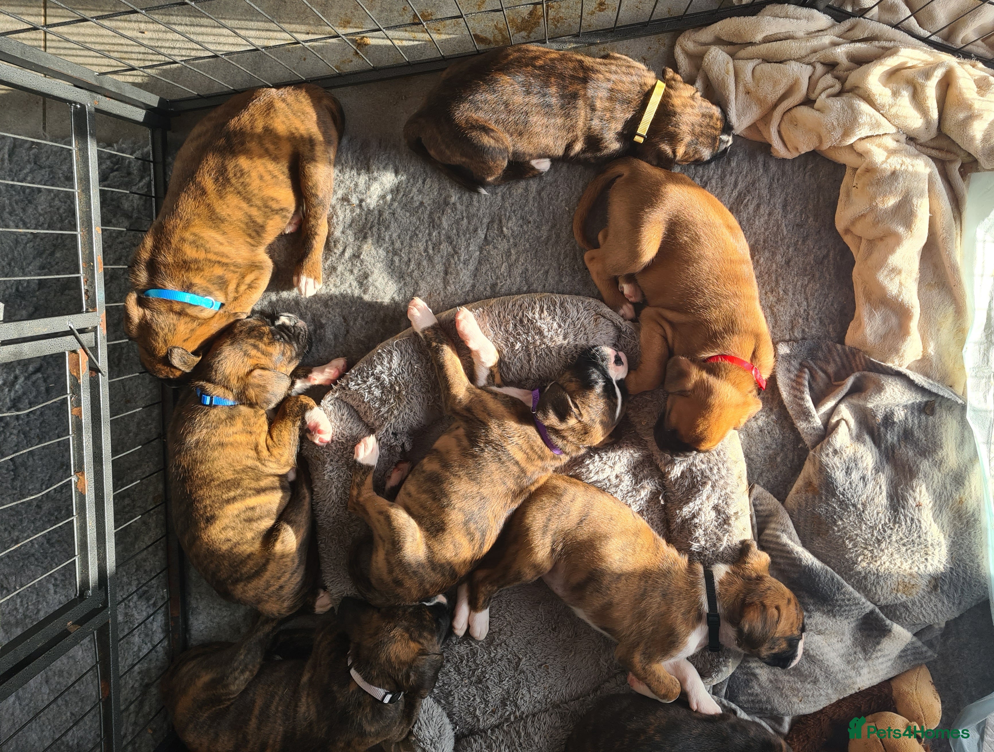 Boxer dogs Beautiful Pedigree Boxer Pups - Advert 15