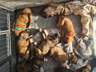 Boxer dogs Beautiful Pedigree Boxer Pups - Advert 4