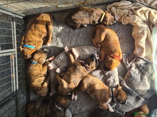 Boxer dogs Beautiful Pedigree Boxer Pups - Advert 1