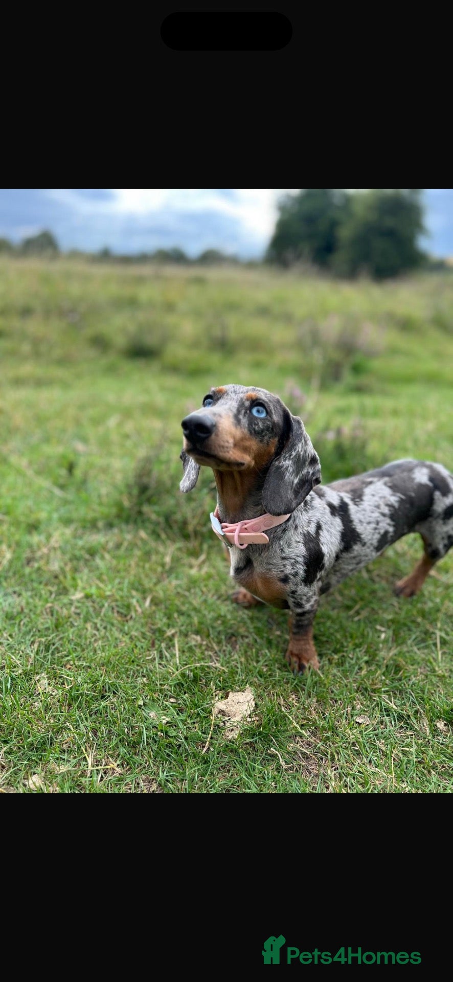 Miniature Dachshund dogs 4 adorable miniature daschund pups - Advert 15