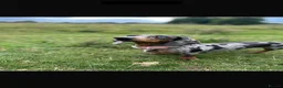 Miniature Dachshund dogs for sale: 4 adorable miniature daschund pups - Advert 1