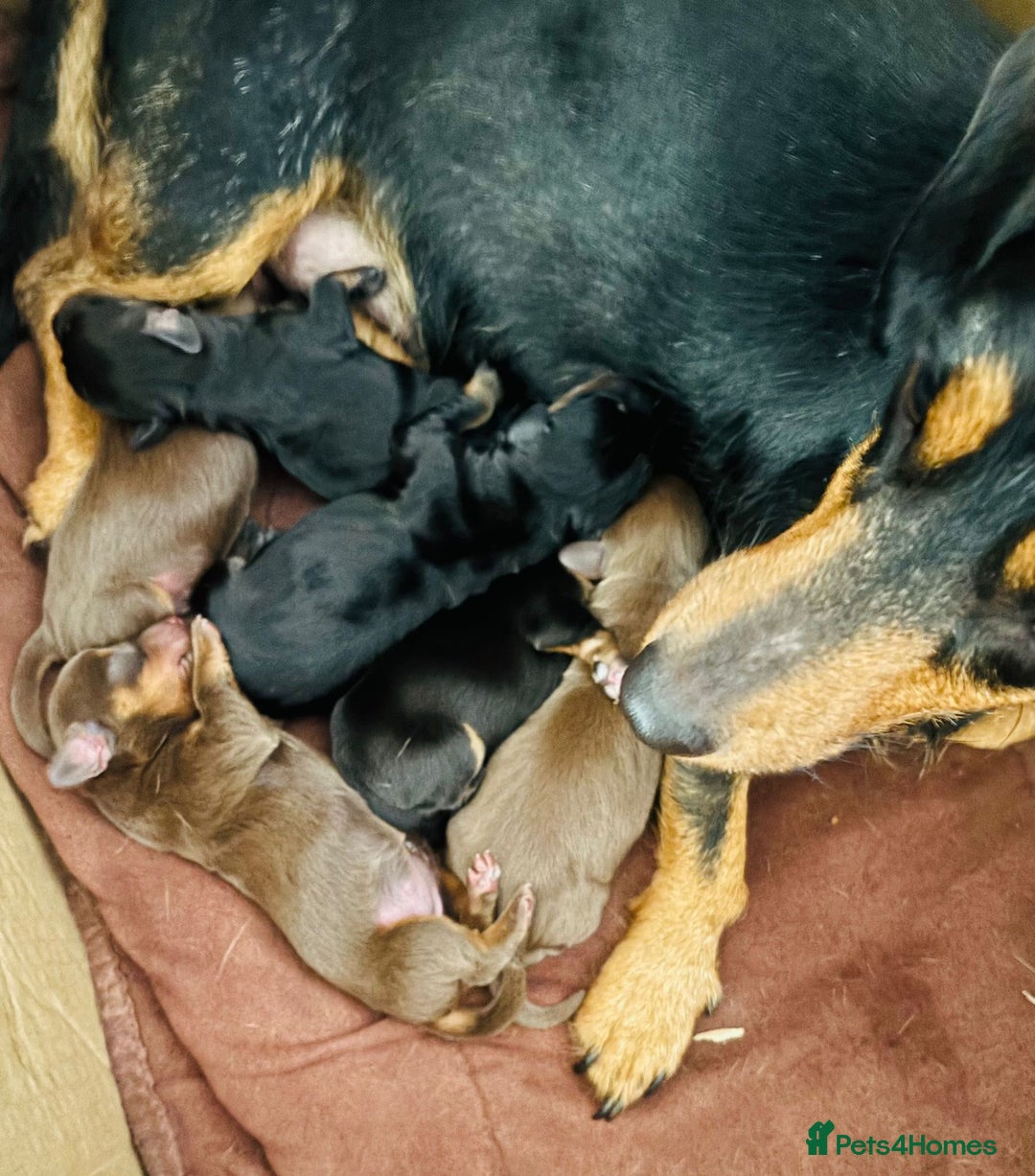 Dachshund dogs for sale: Beautiful dauchound puppies - Image 2