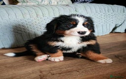 Bernese Mountain Dog dogs for stud: Proven health tested BMD handsome boy for stud. in Northampton - Image 15