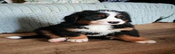 Bernese Mountain Dog dogs for stud: Proven health tested BMD handsome boy for stud. in Northampton - Advert 15