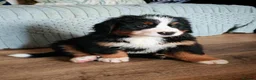 Bernese Mountain Dog dogs for stud: Proven health tested BMD handsome boy for stud. in Northampton - Advert 15