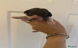 Cockapoo dogs for sale: F1 Cockapoo Puppies - Rainbow litter  - Image 7