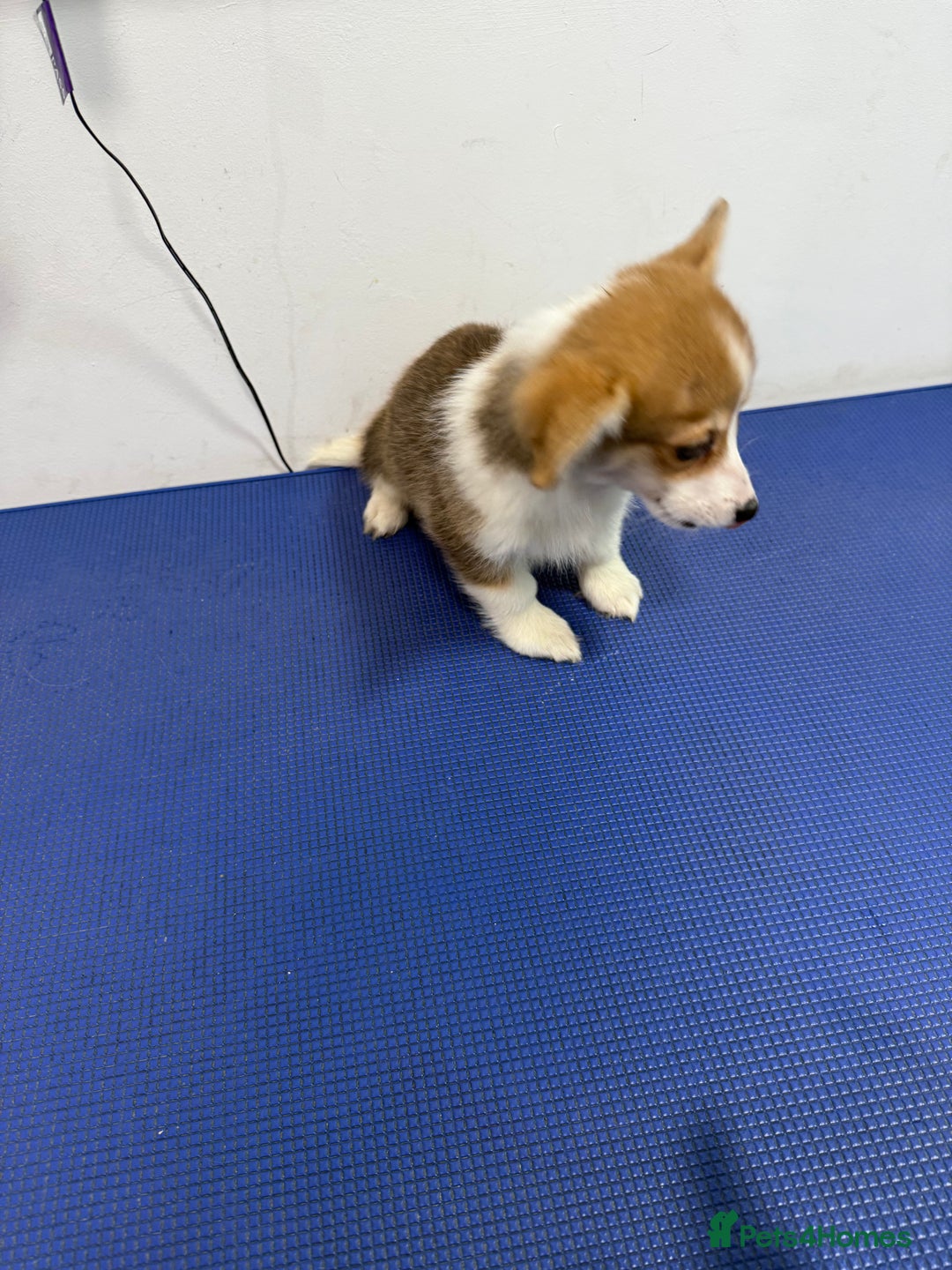 Welsh Corgi Pembroke dogs for sale: Kc reg Pembroke 1 boy left beautiful markings 💙 - Advert 8