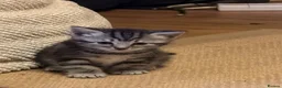 Mixed Breed cats for sale: Gorgeous Silver Tabby & Smokey Grey Kittens - Advert 3