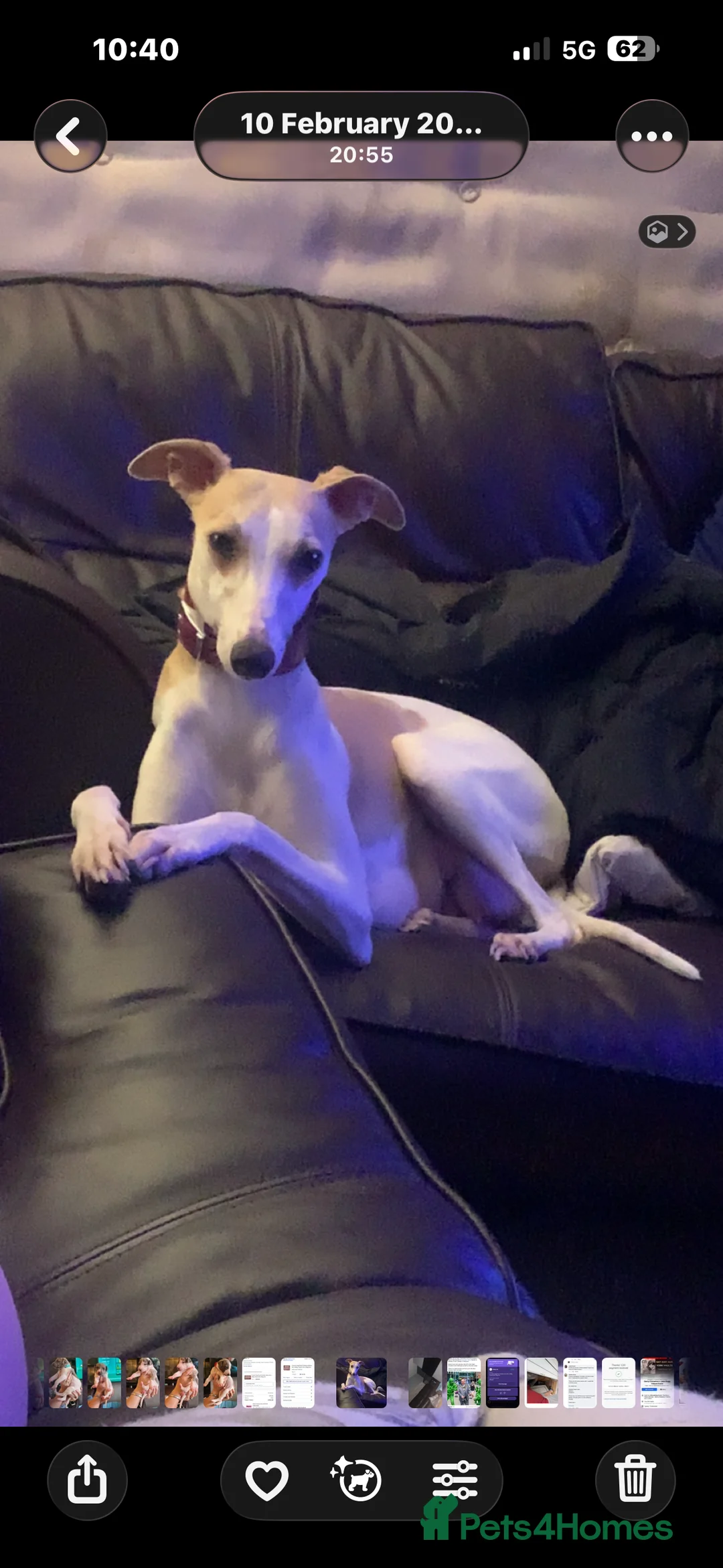 Whippet dogs for sale: 🌟 quality KC whippet pups 🌟 - Advert 16