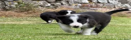 Border Collie dogs for sale: Border collie puppies  - Advert 12