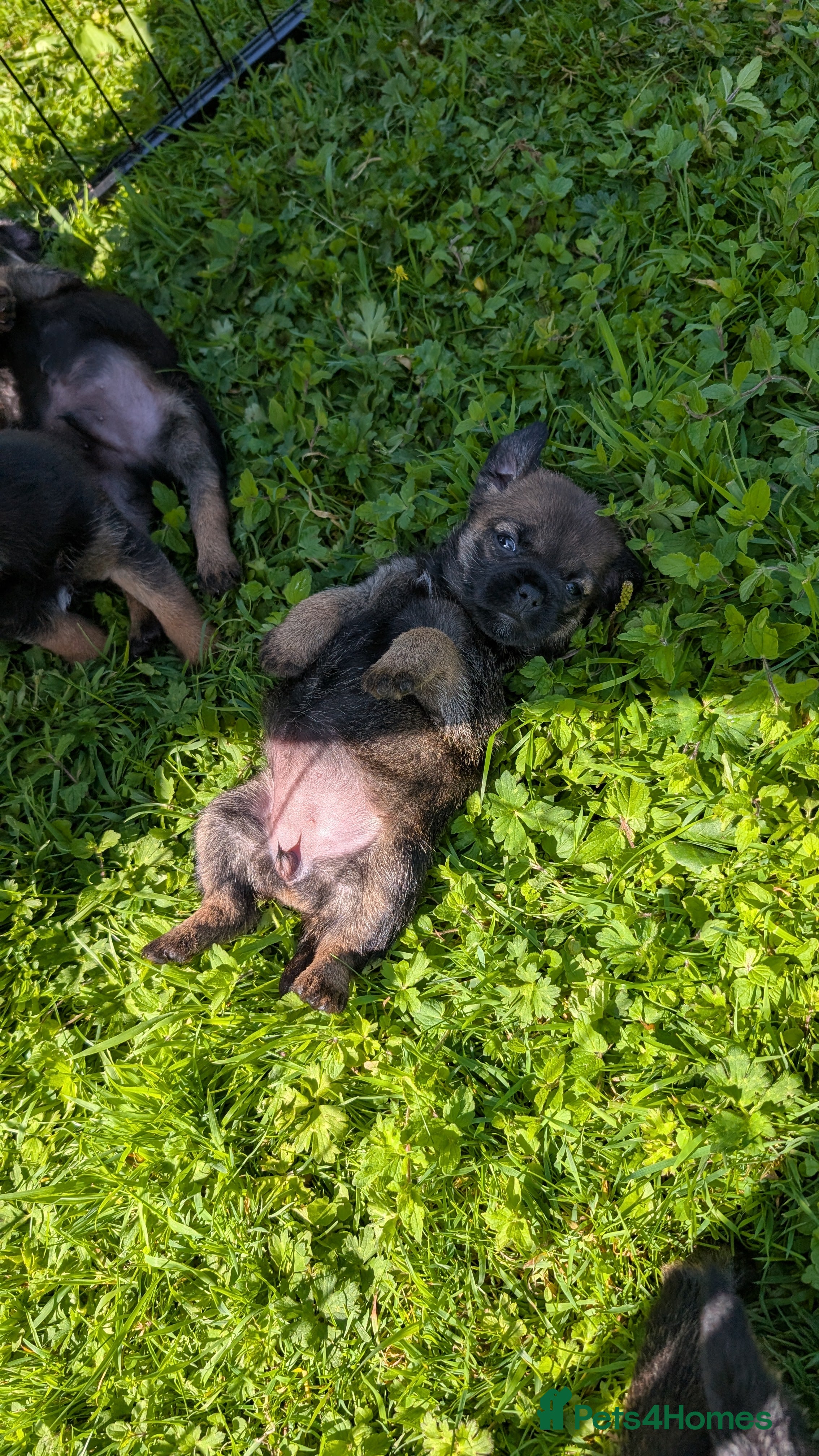 Border Terrier dogs Beautiful Border Terrier Pups (KC Reg) - Advert 2