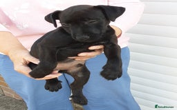 Patterdale Terrier dogs for sale: READY NOW Stunning litter of Patterdale Terriers  - Image 17