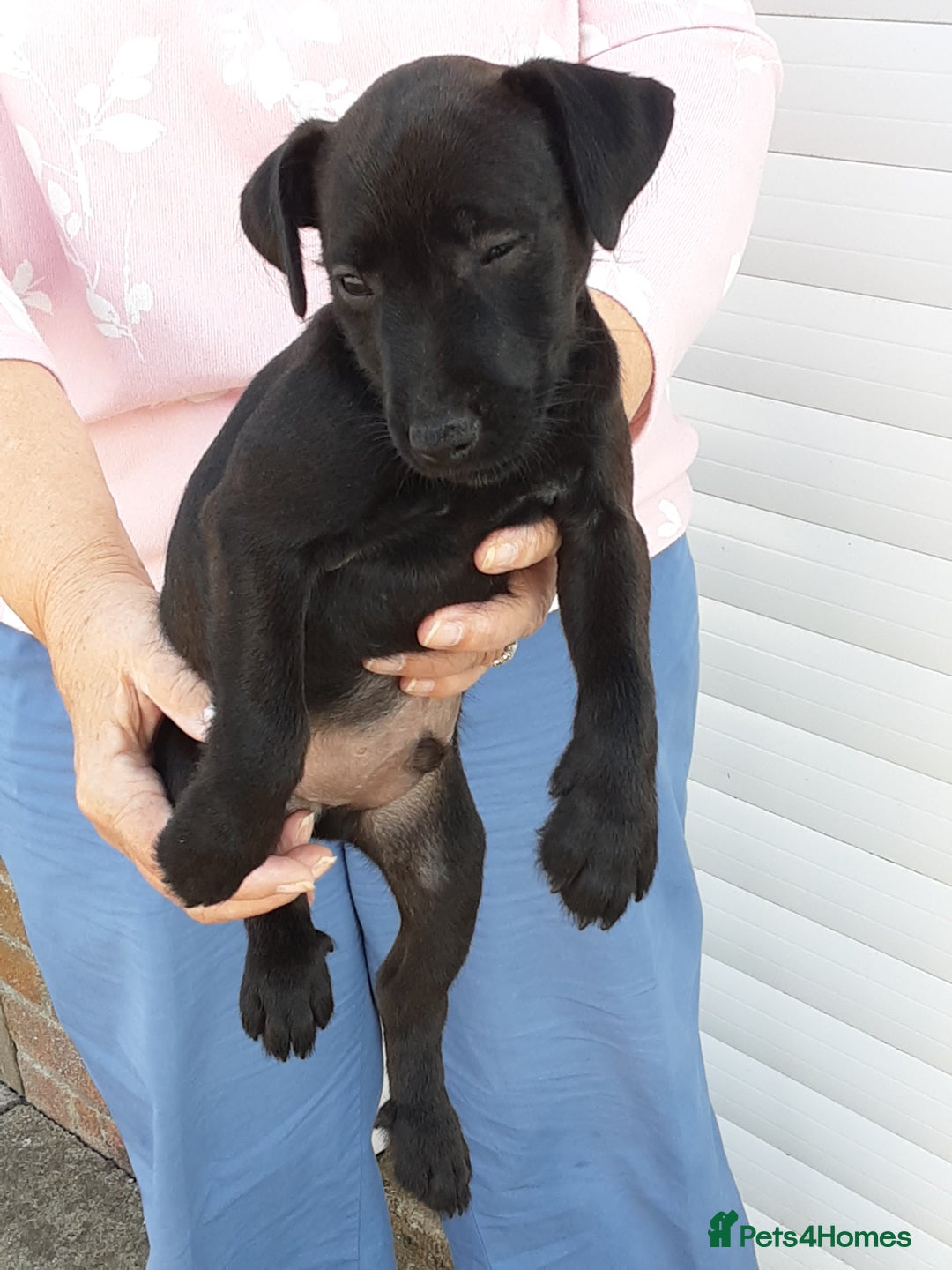 Patterdale Terrier dogs for sale: READY NOW Stunning litter of Patterdale Terriers  - Image 17