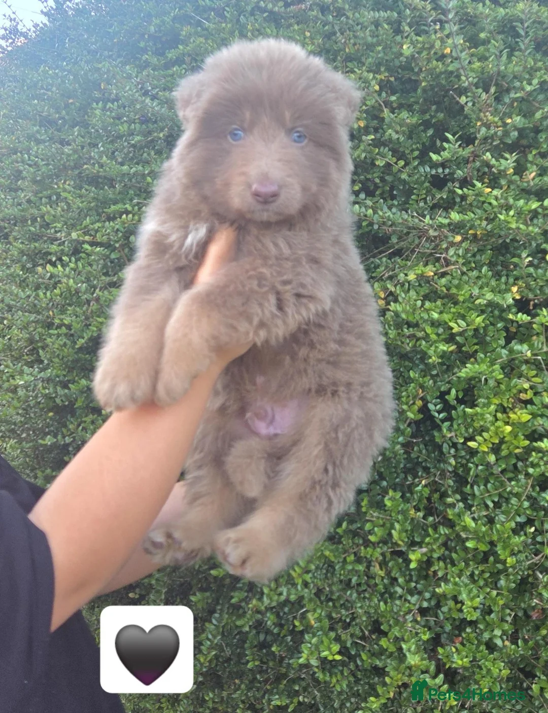 German Shepherd dogs for sale: Isabella german shepherd puppies  - Advert 39