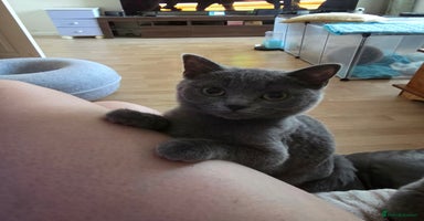 Scottish Fold cats - Advert 13