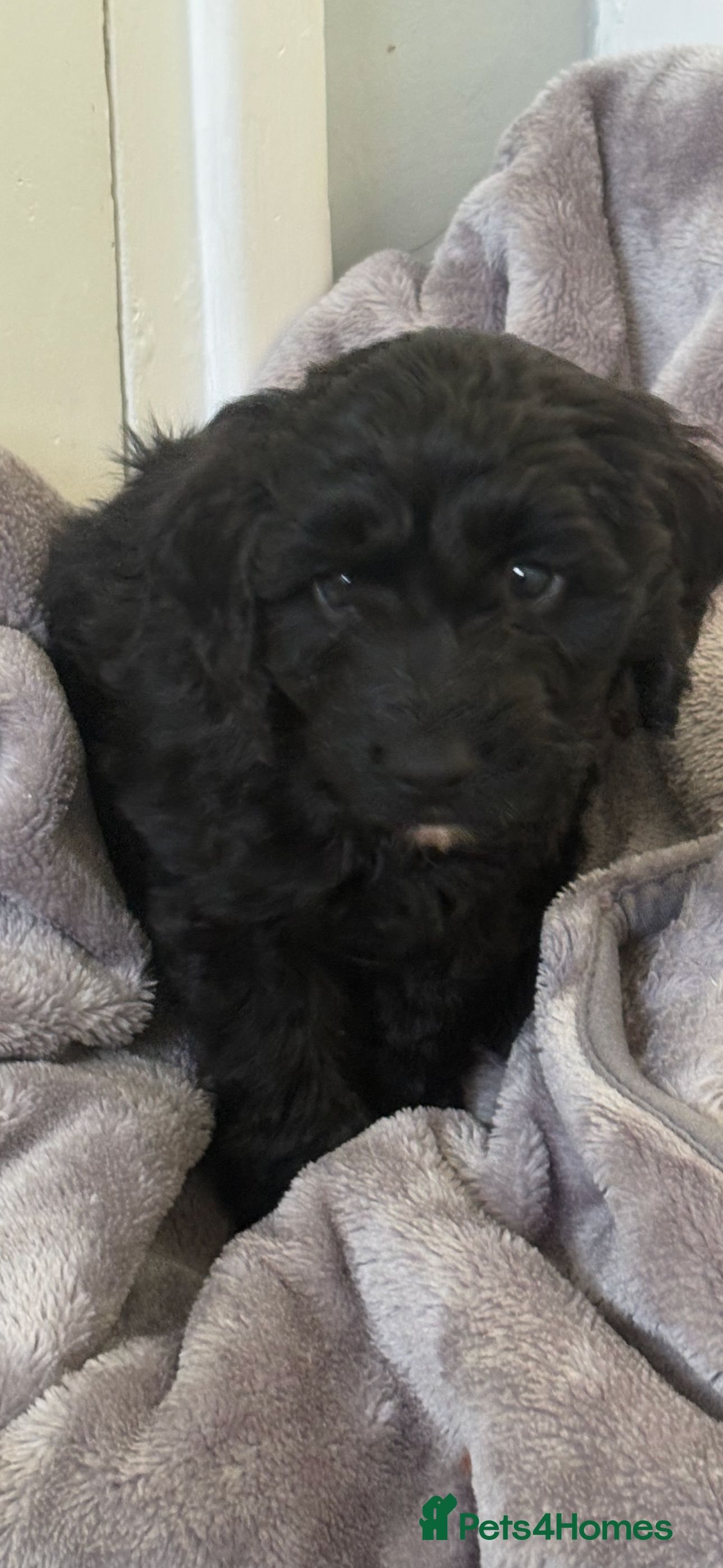 Cockapoo dogs Cockapoo - Advert 1