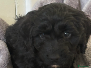 Cockapoo dogs Cockapoo - Advert 5