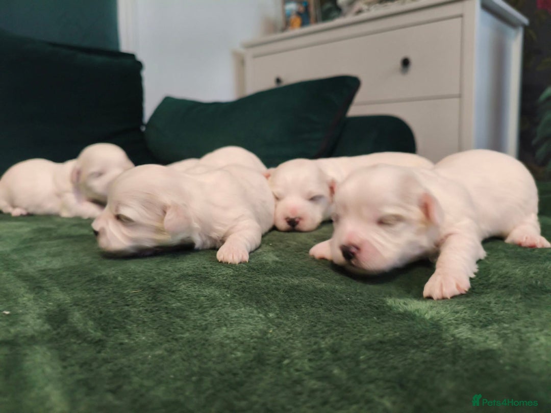Maltese dogs for sale: Bichon maltese puppies  - Image 2